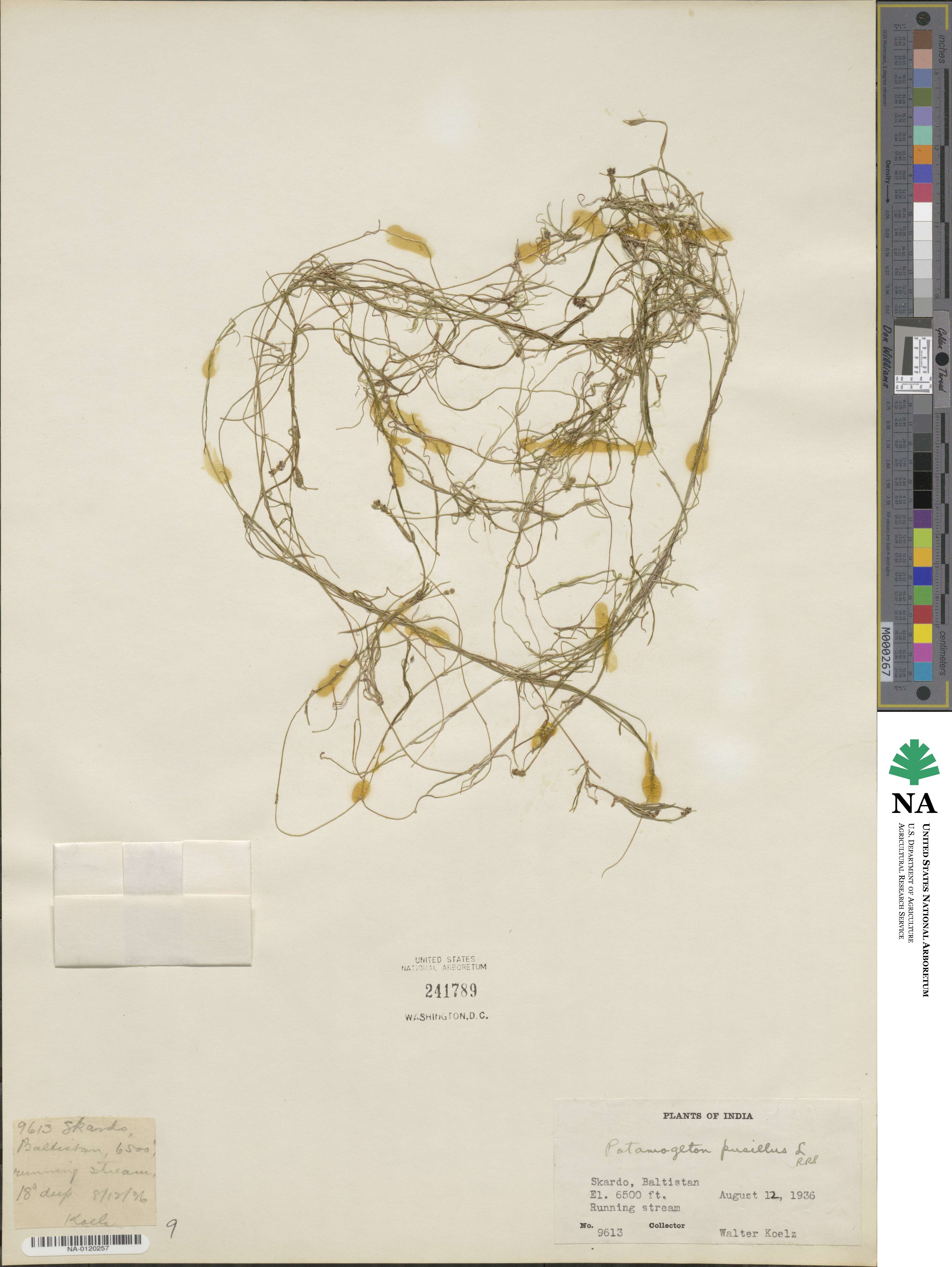Potamogeton image