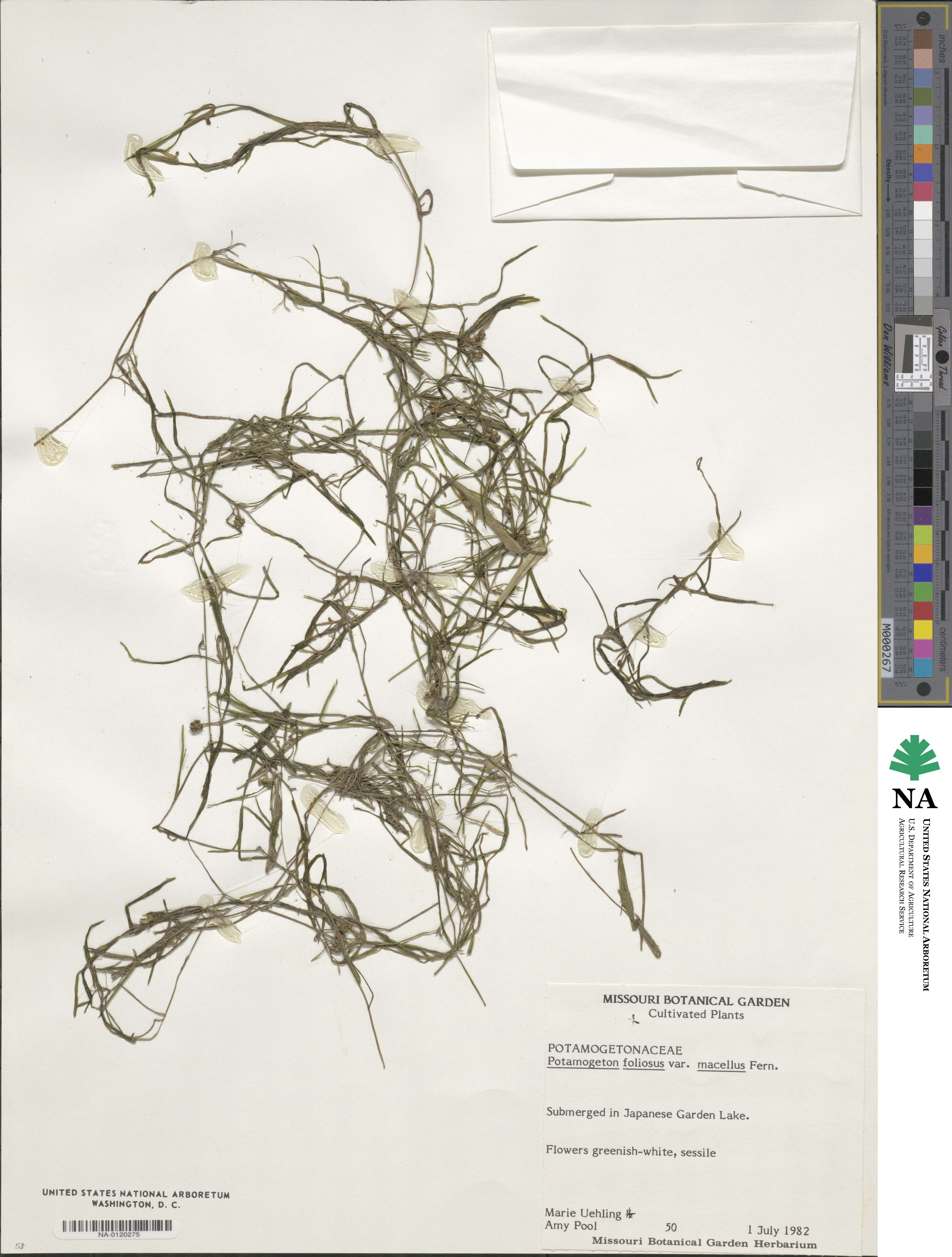 Potamogeton foliosus subsp. foliosus image