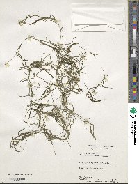 Potamogeton foliosus subsp. foliosus image