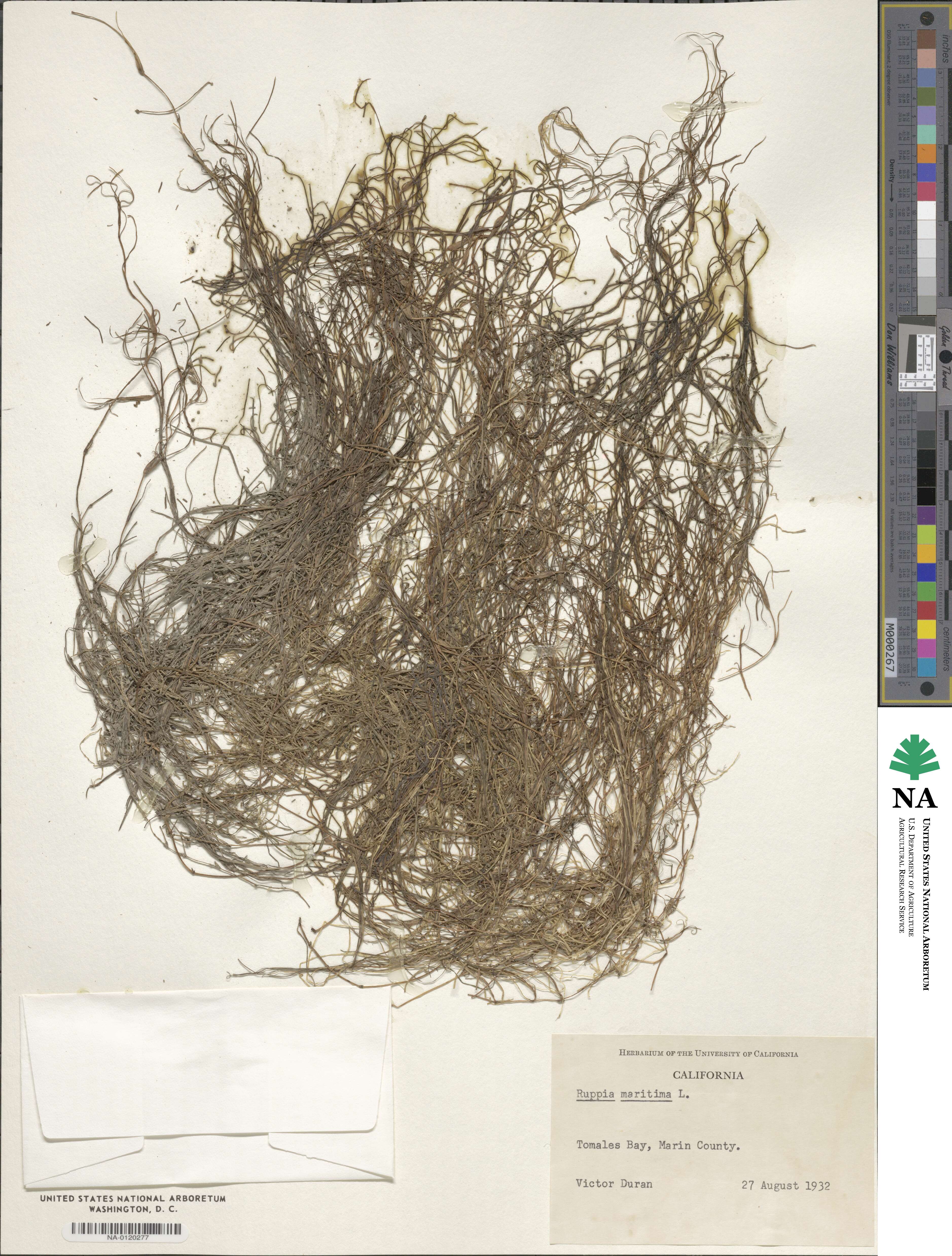 Ruppia maritima image