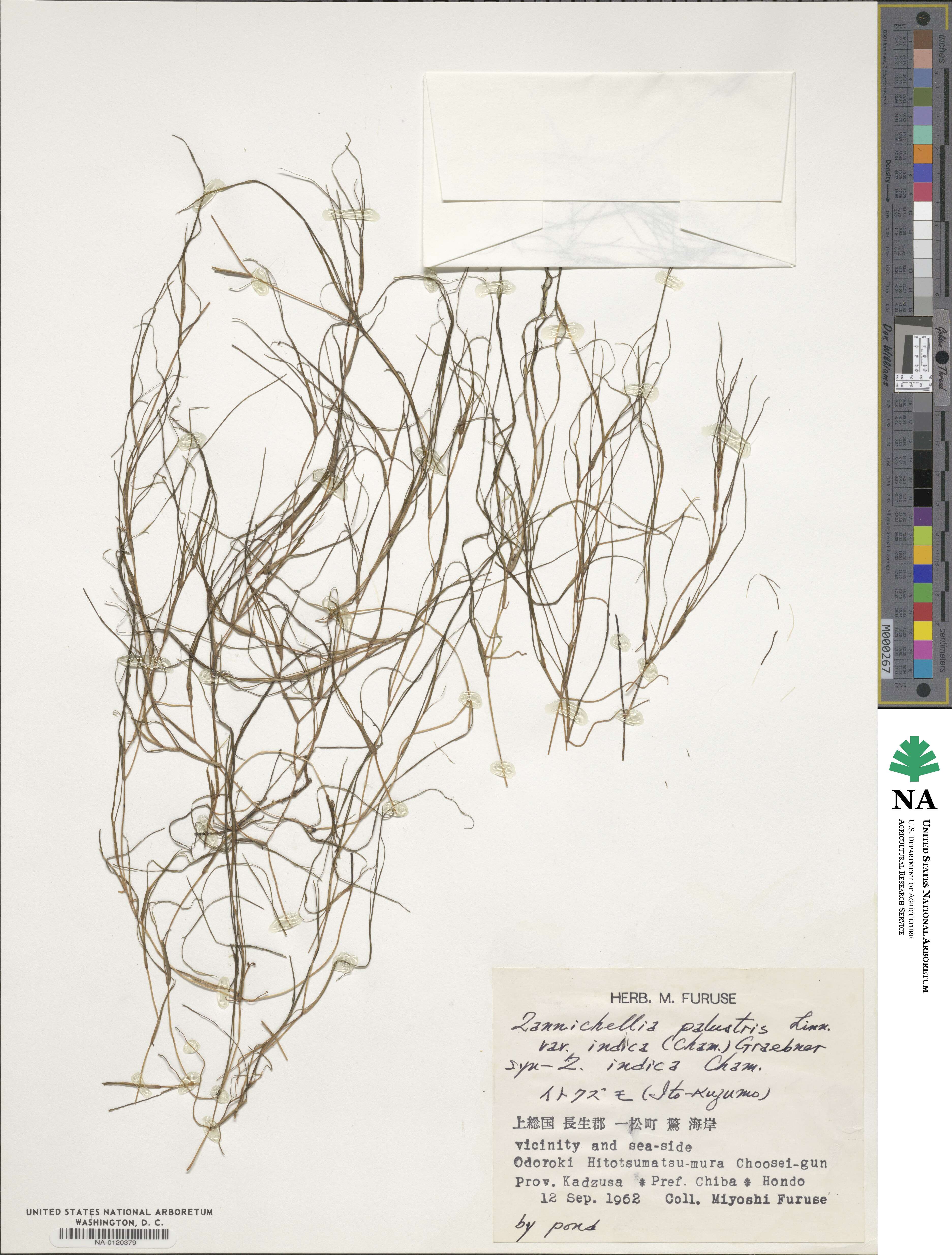 Zannichellia palustris subsp. palustris image