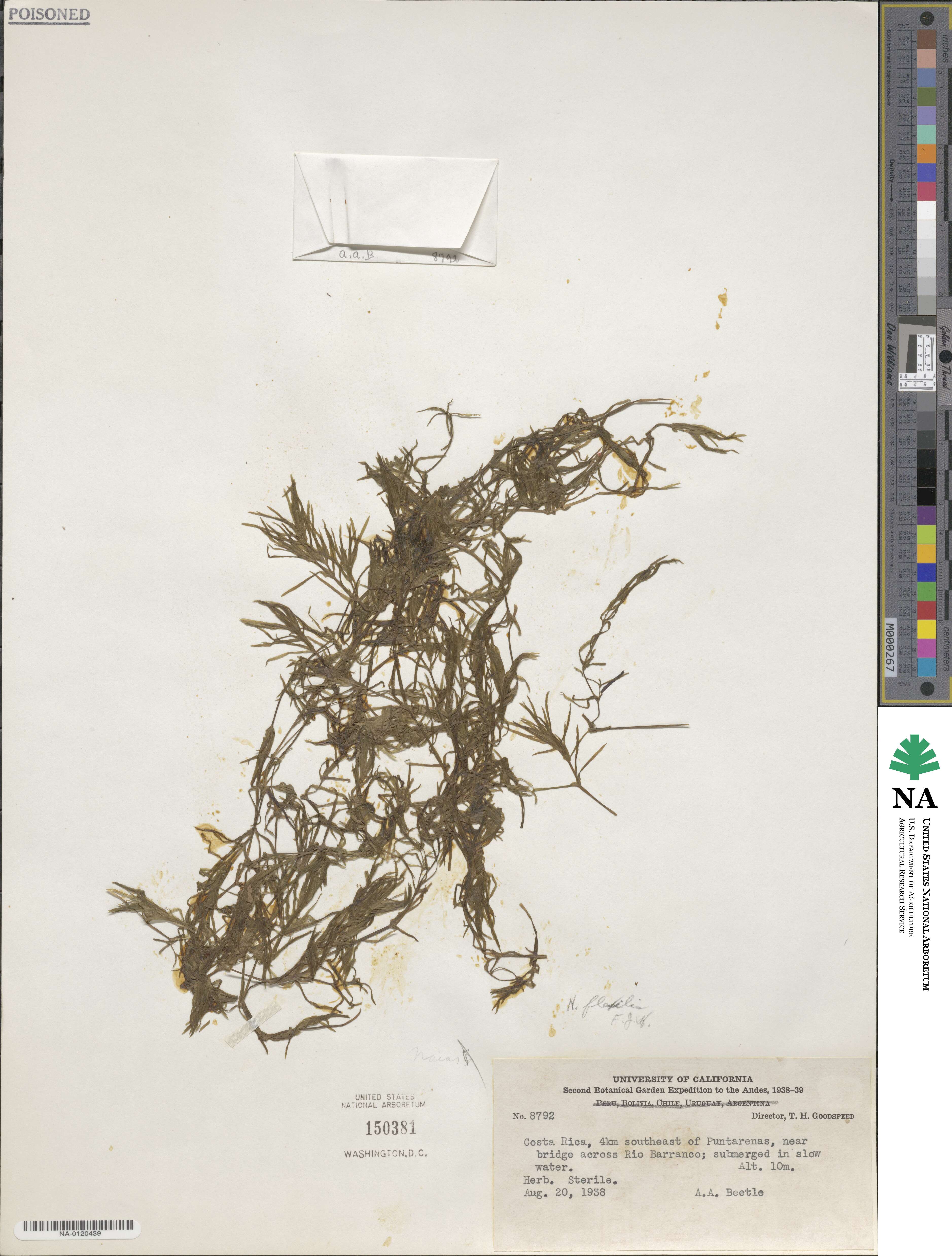 Najas flexilis image