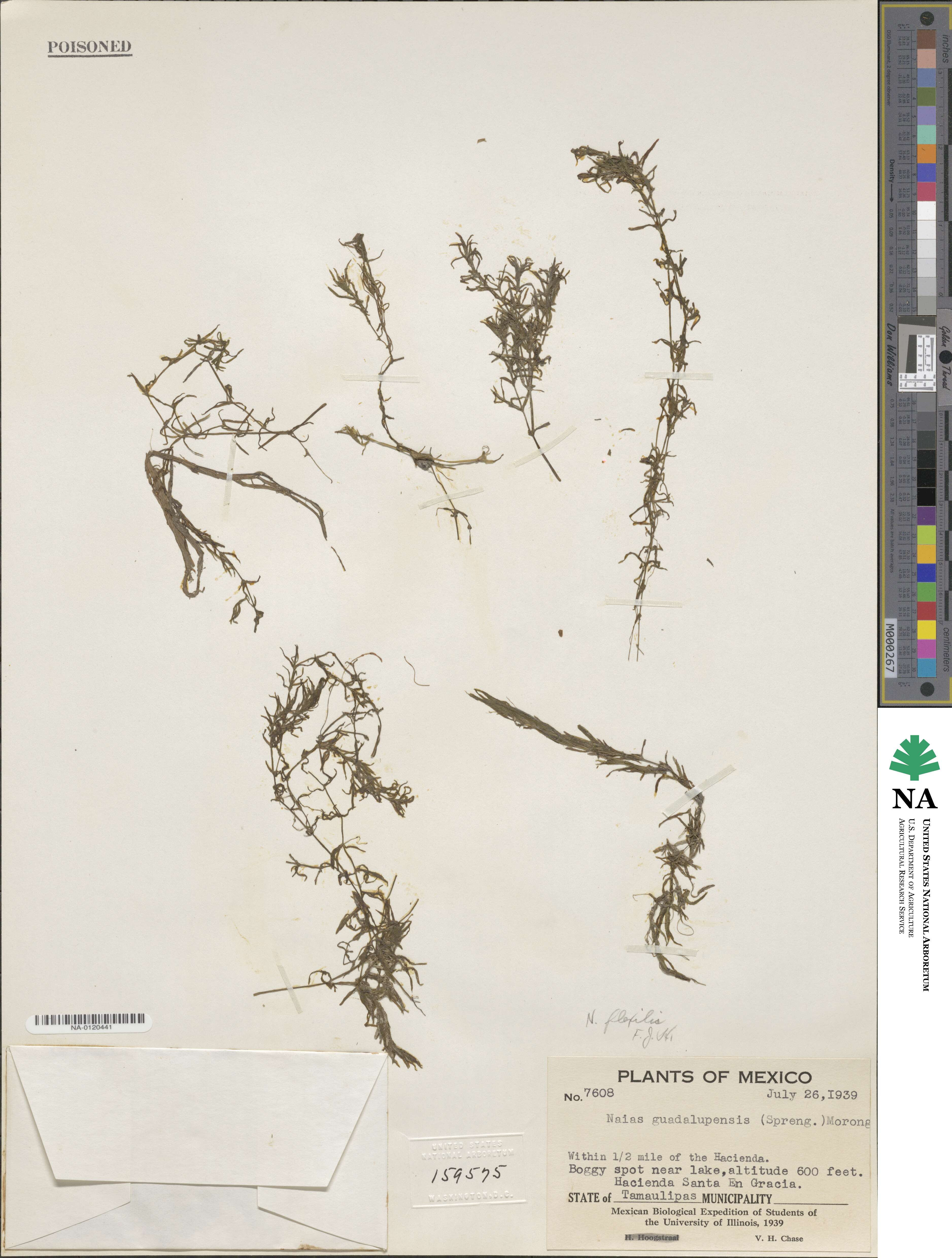 Najas flexilis image