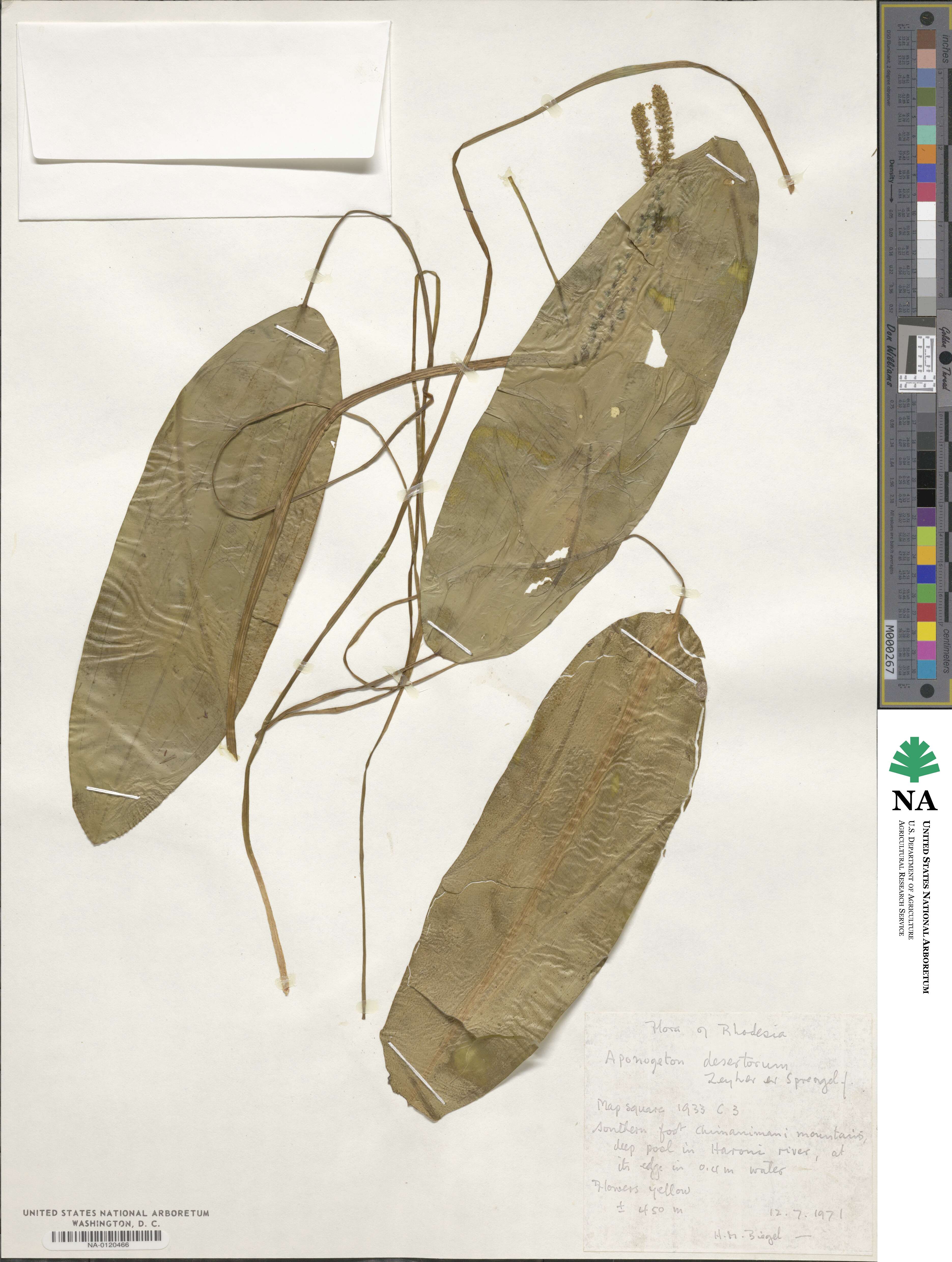 Aponogeton desertorum image