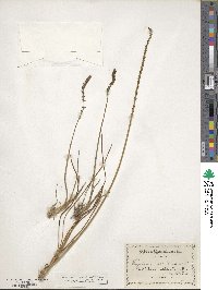 Triglochin maritima image