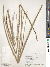 Triglochin maritima image