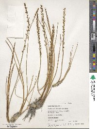 Triglochin maritima image