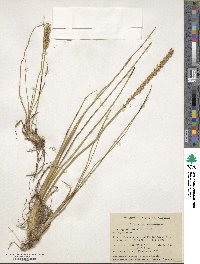 Triglochin maritima image