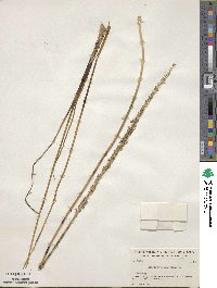 Triglochin maritima image