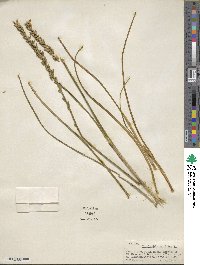 Triglochin maritima image