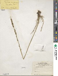 Triglochin maritima image