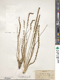 Triglochin maritima image