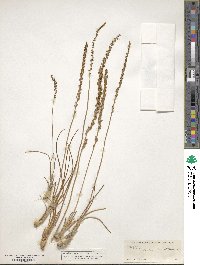 Triglochin maritima image