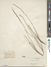 Triglochin maritima image