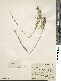 Triglochin maritima image