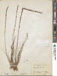 Triglochin maritima image