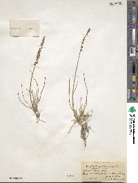 Triglochin maritima image