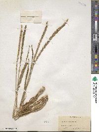 Triglochin maritima image