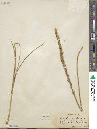 Triglochin maritima image