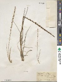 Triglochin maritima image