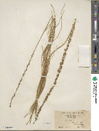 Triglochin maritima image