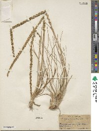 Triglochin maritima image