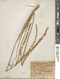 Triglochin maritima image