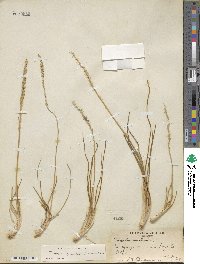 Triglochin maritima image