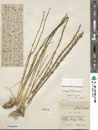 Triglochin maritima image