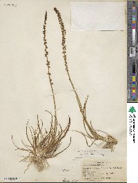 Triglochin maritima image