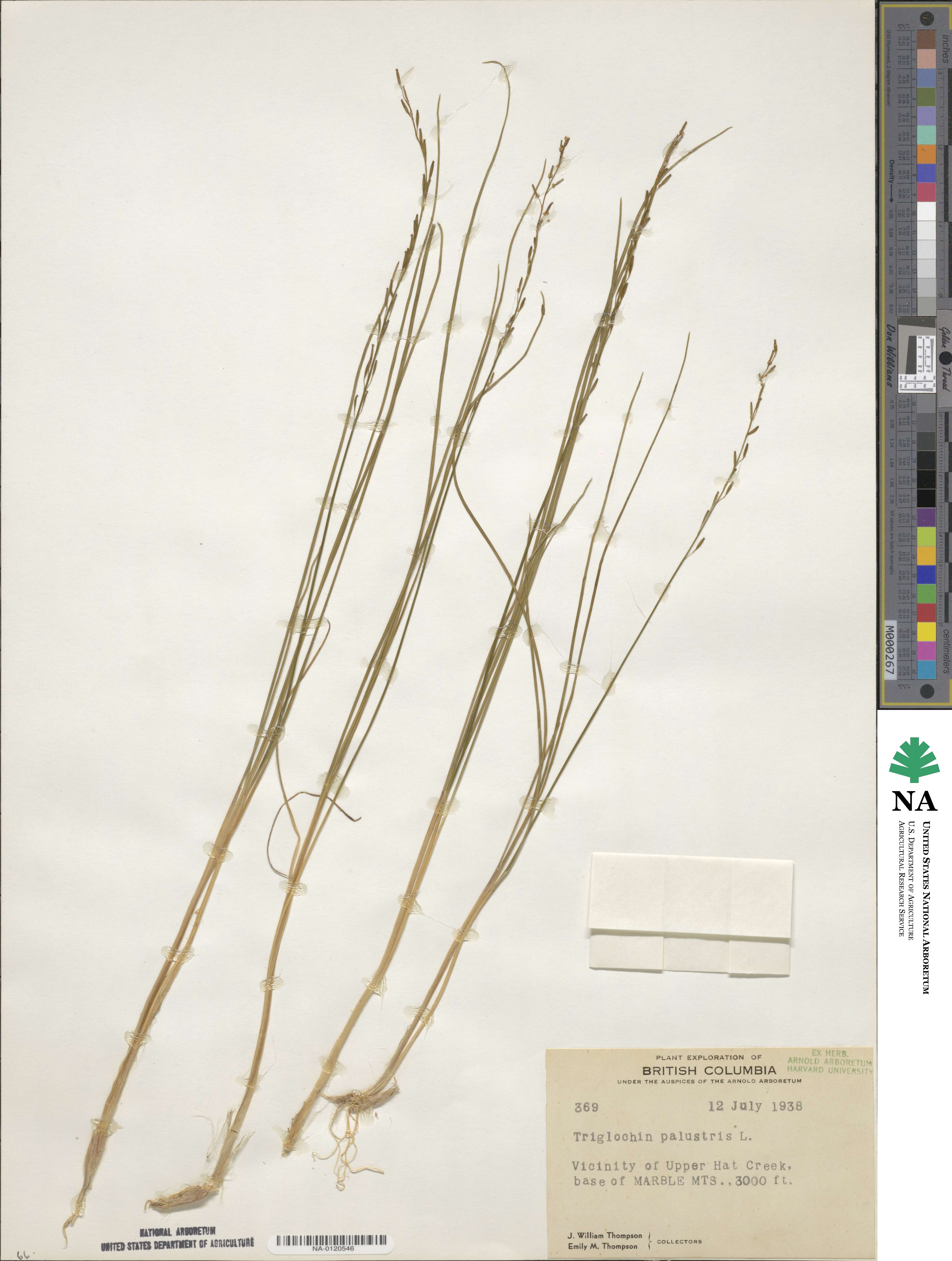Triglochin palustris image