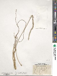 Triglochin maritima image