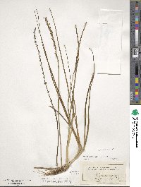 Triglochin maritima image