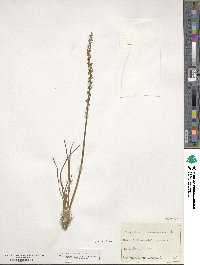 Triglochin maritima image