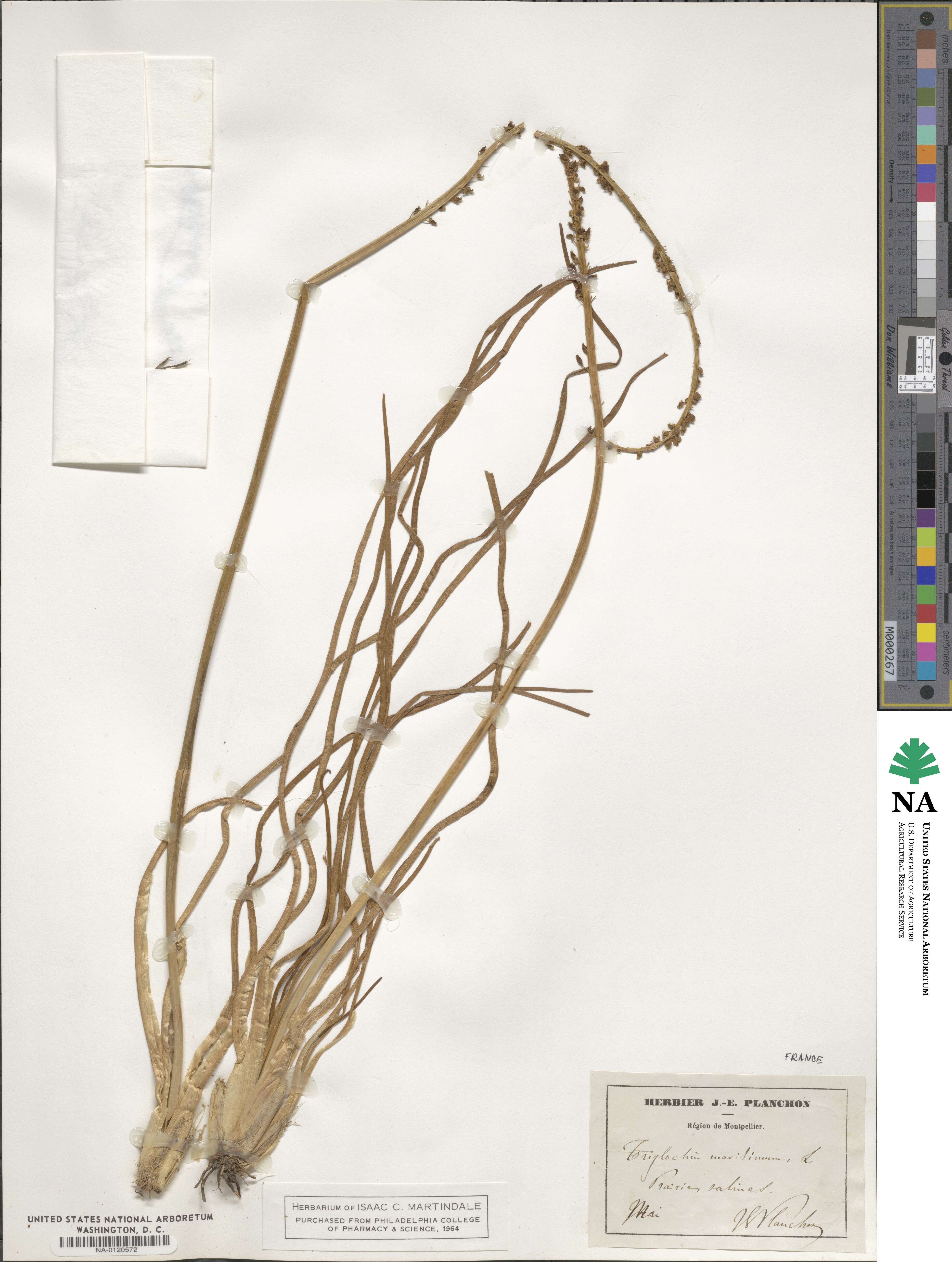 Juncaginaceae image