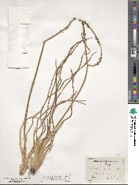 Triglochin maritima image