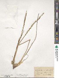 Triglochin maritima image