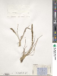 Triglochin maritima image