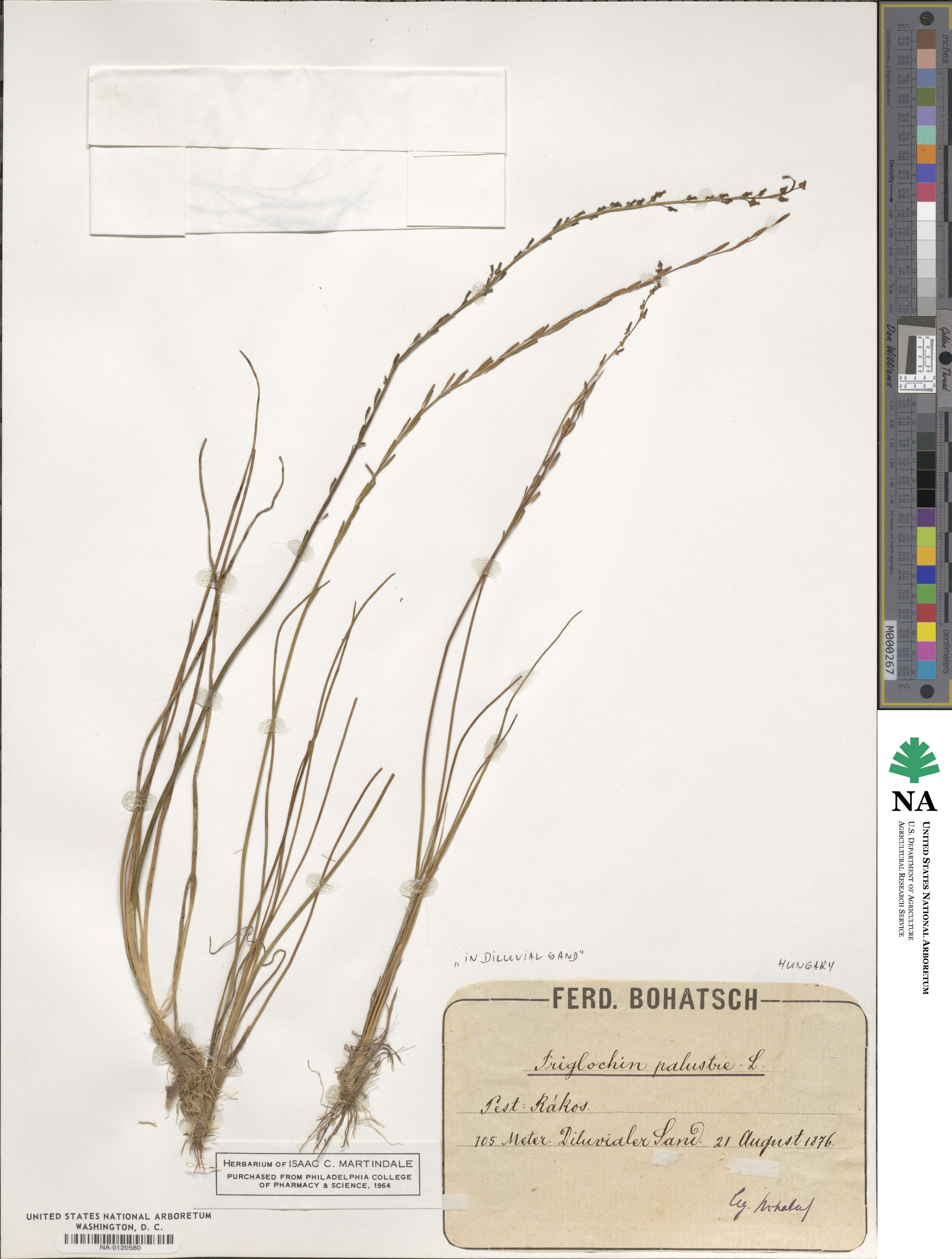Juncaginaceae image