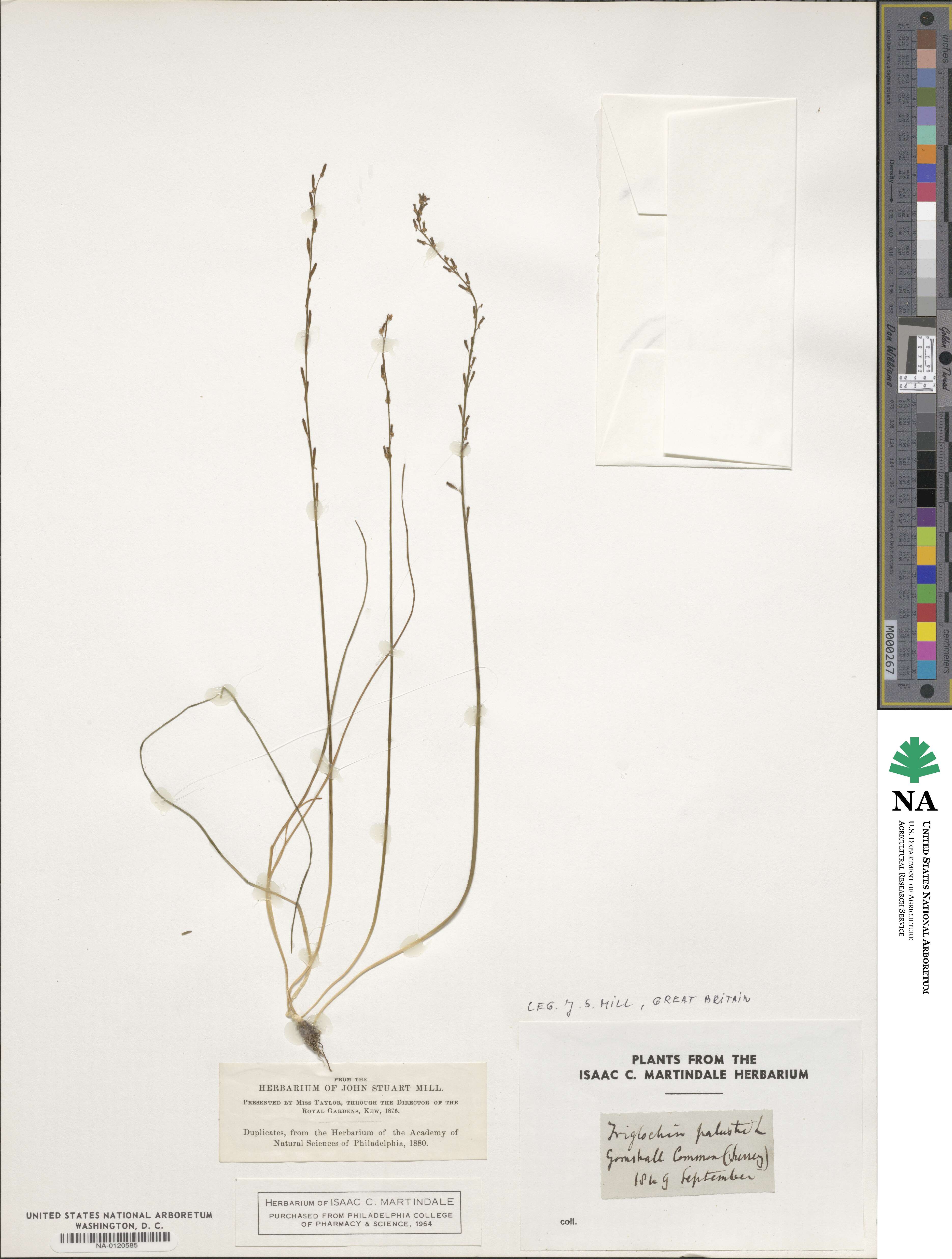 Triglochin palustris image