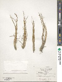 Triglochin maritima image