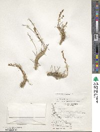 Triglochin maritima image