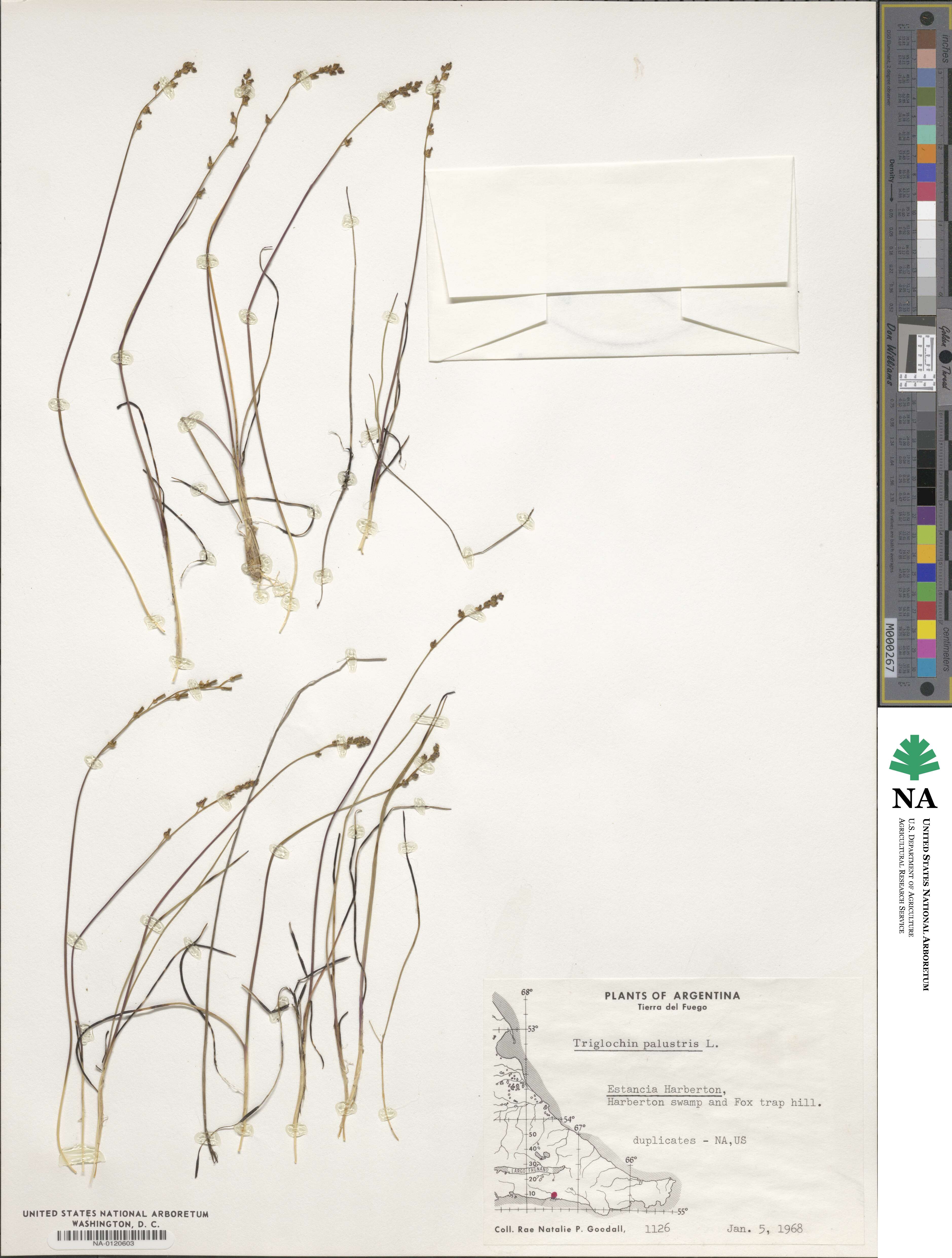 Triglochin palustris image