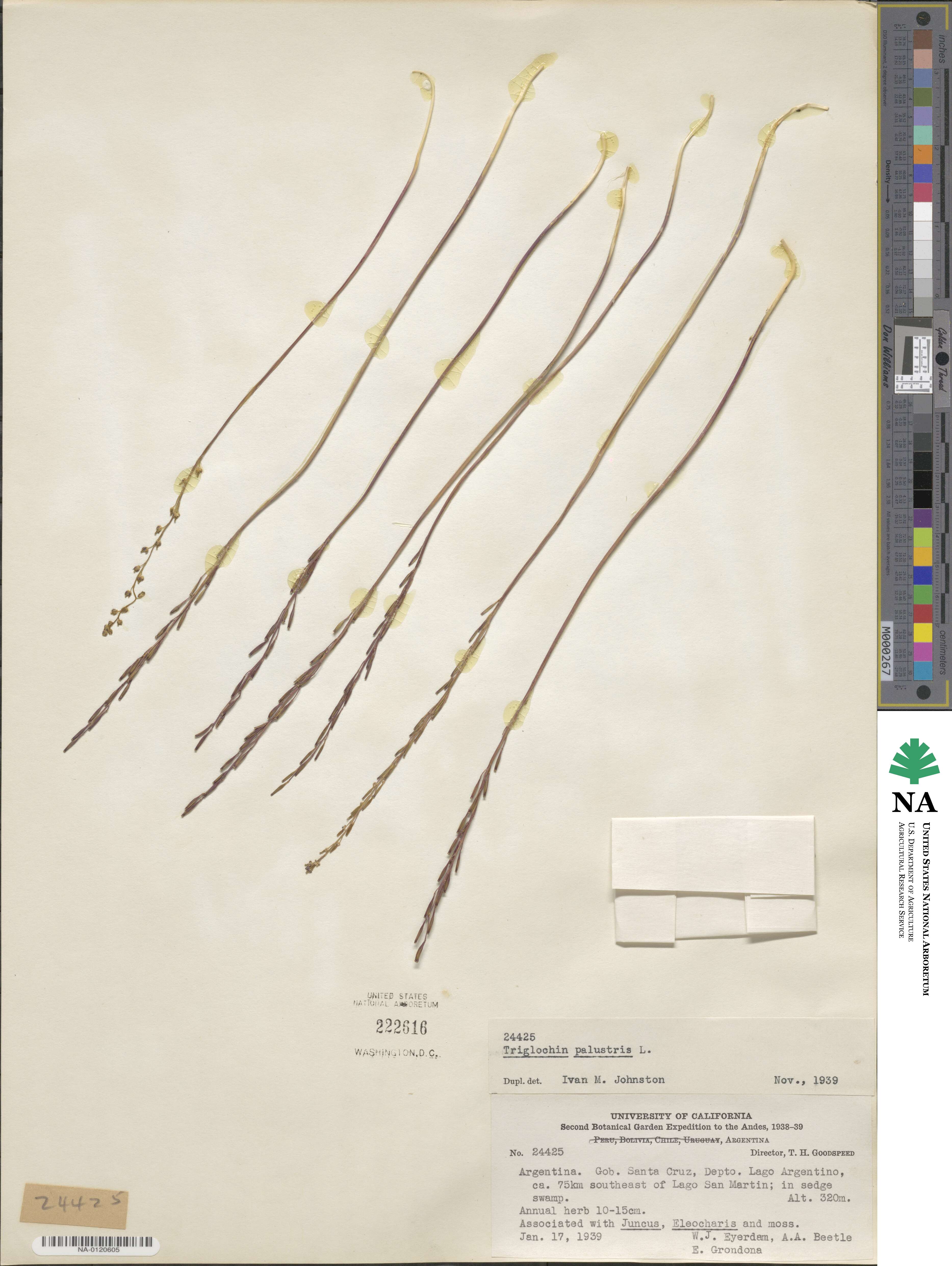 Triglochin palustris image