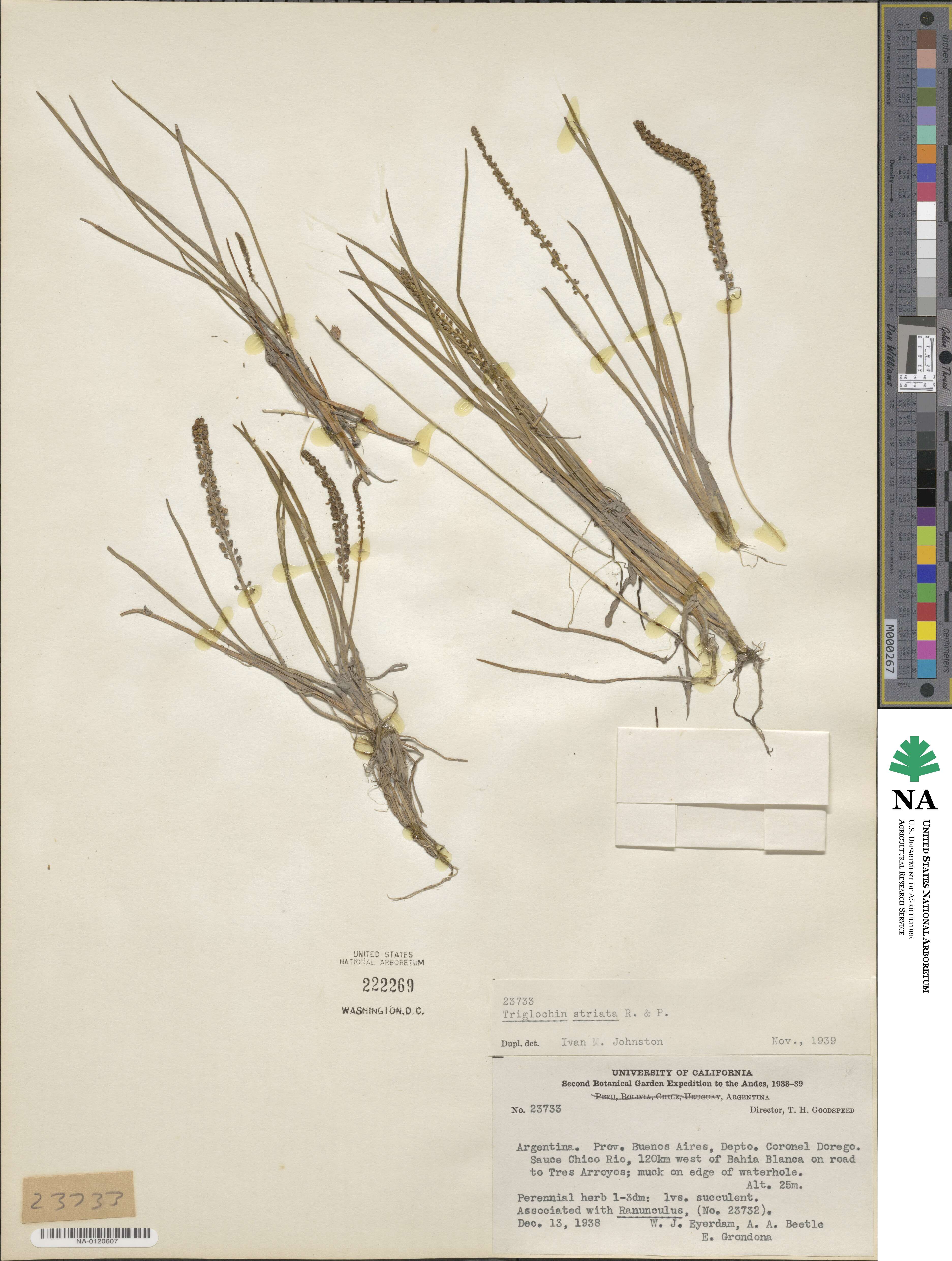 Triglochin striata image