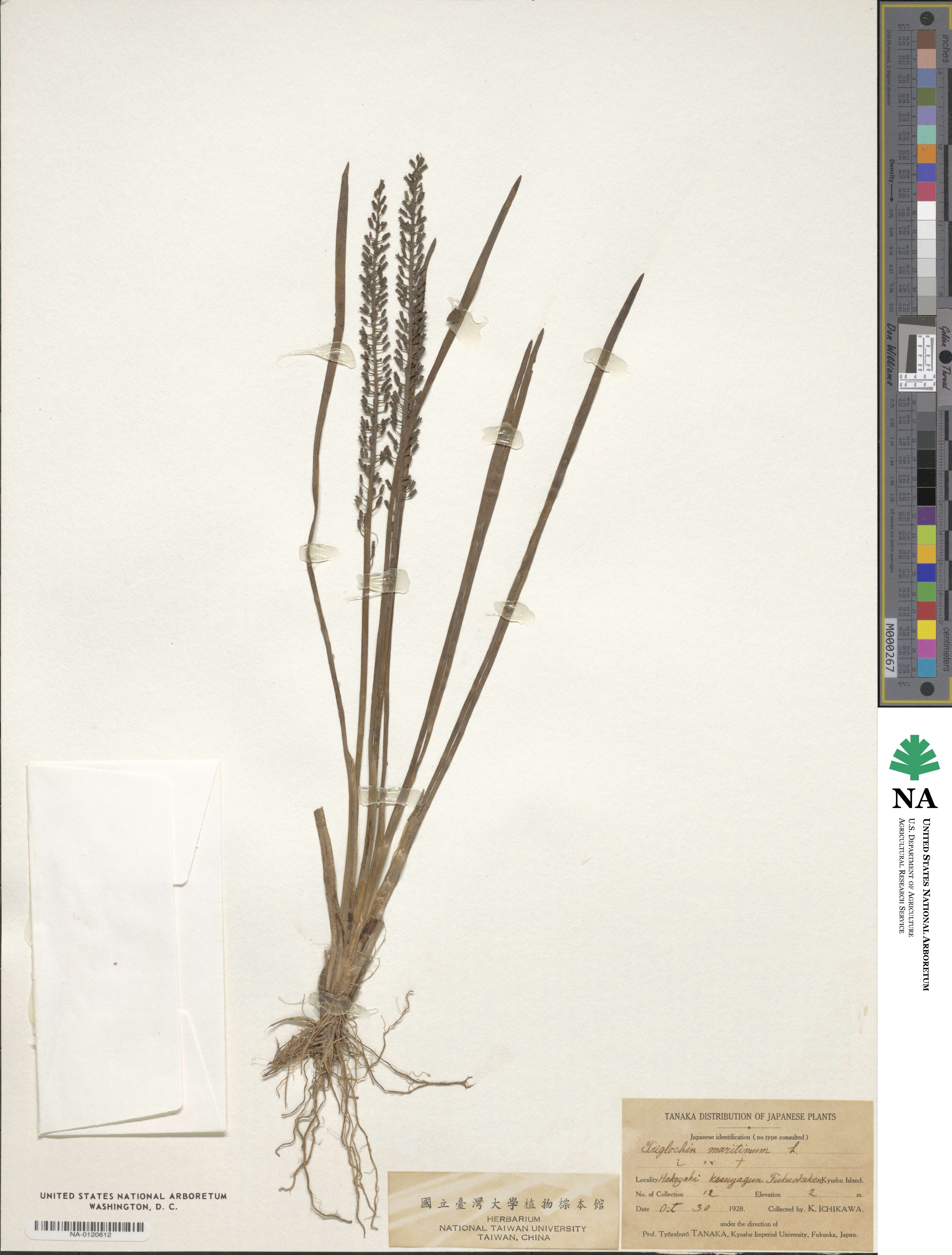 Triglochin maritima image