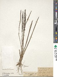 Triglochin maritima image