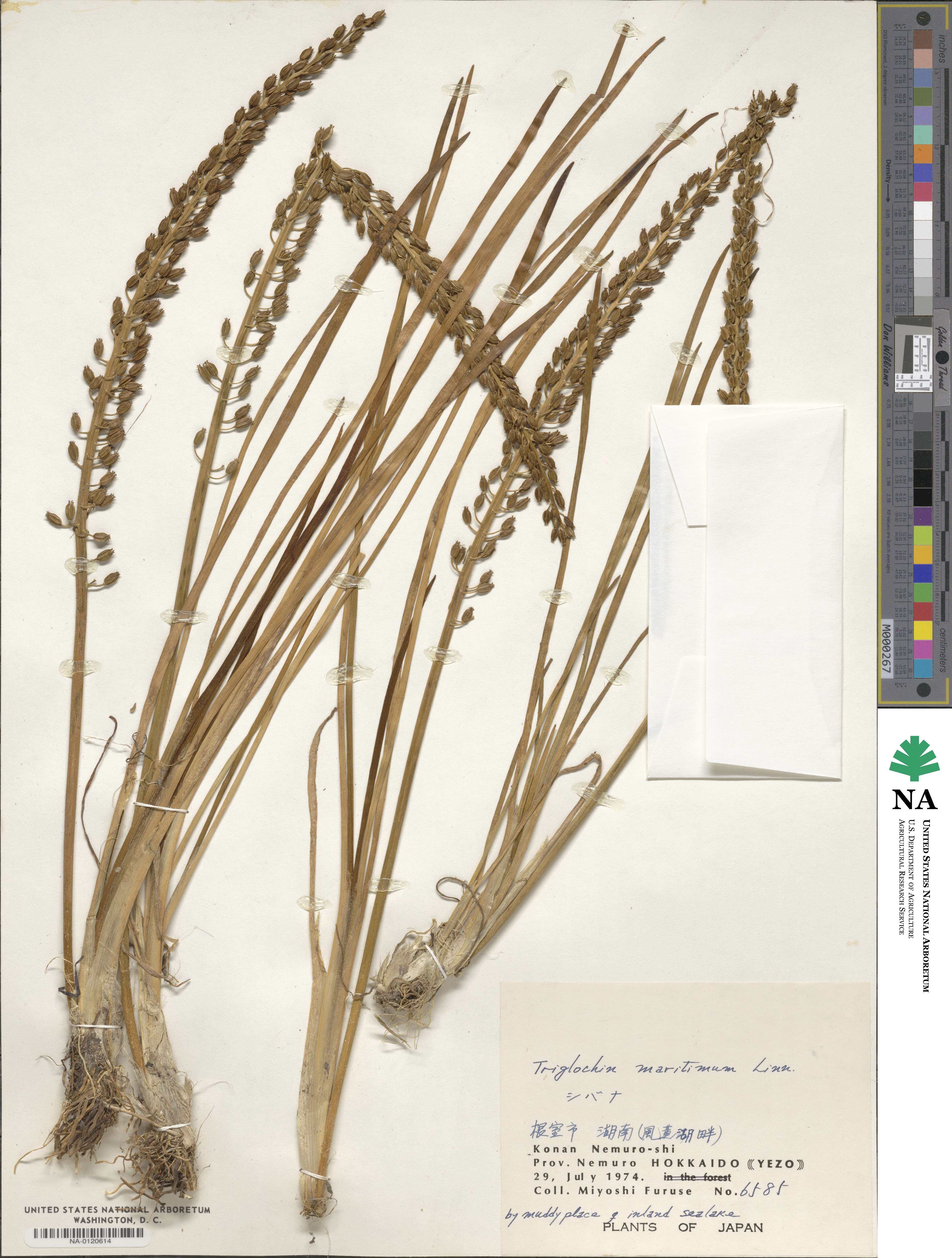Triglochin maritima image