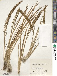 Triglochin maritima image