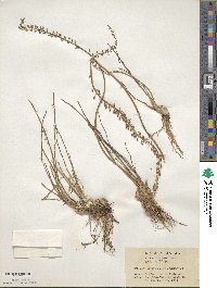 Triglochin maritima image